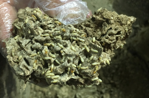 家中白蚁巢