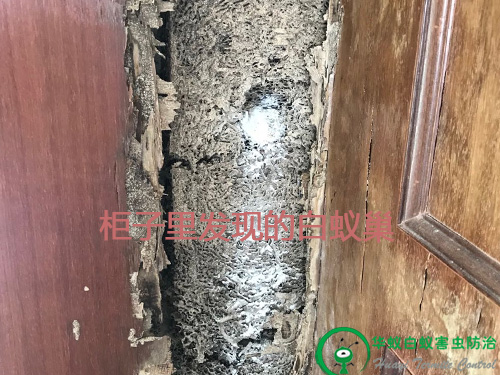 东莞白蚁防治公司