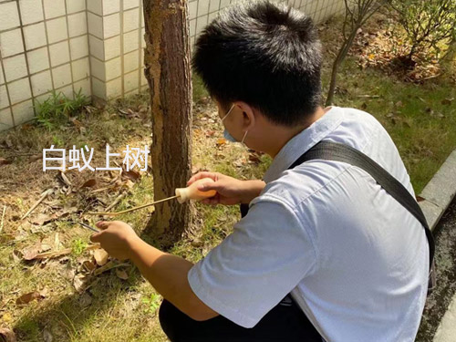 白蚁上树