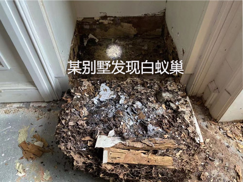 别墅白蚁防治