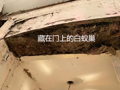 藏在门上的白蚁巢